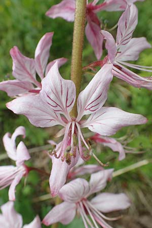 Dictamnus albus \ Diptam / Burning Bush, D Werbach 20.5.2017