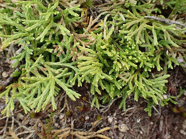 Diphasiastrum issleri \ Isslers Flach-Brlapp / Issler's Clubmoss, D Harz, Sonnenberg 24.8.2018