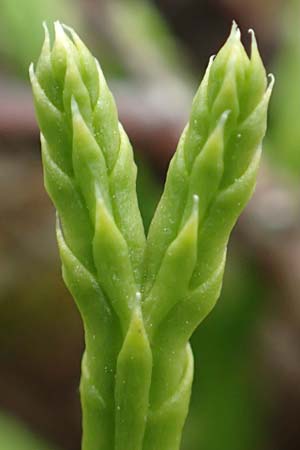 Diphasiastrum issleri \ Isslers Flach-Brlapp / Issler's Clubmoss, D Harz, Sonnenberg 24.8.2018