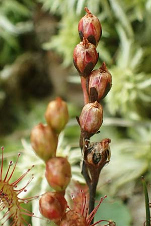 Drosera intermedia \ Mittlerer Sonnentau / Oblong-Leaved Sundew, D Heiliges Meer (Kreis Steinfurt) 10.9.2020