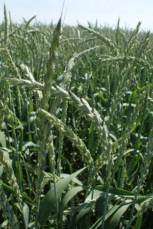 Triticum spelta \ Dinkel, Spelz / Spelt, Swabian Grain, D Grünstadt-Asselheim 16.6.2021