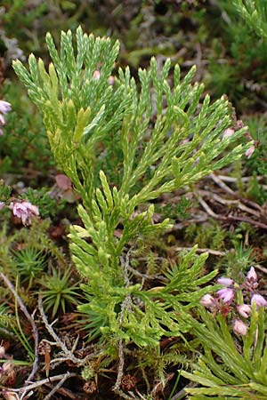 Diphasiastrum issleri \ Isslers Flach-Brlapp / Issler's Clubmoss, D Harz, Sonnenberg 20.9.2021