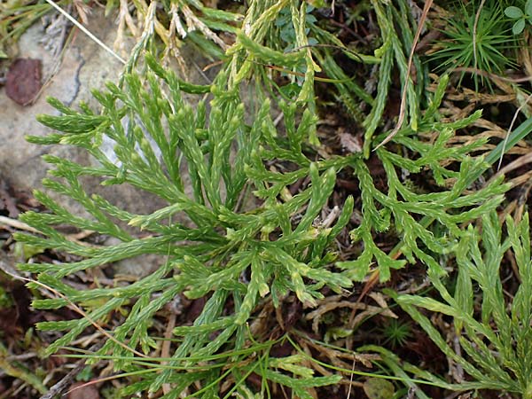 Diphasiastrum issleri \ Isslers Flach-Brlapp / Issler's Clubmoss, D Harz, Sonnenberg 20.9.2021