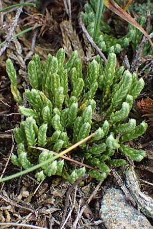 Diphasiastrum issleri \ Isslers Flach-Brlapp / Issler's Clubmoss, D Harz, Sonnenberg 20.9.2021