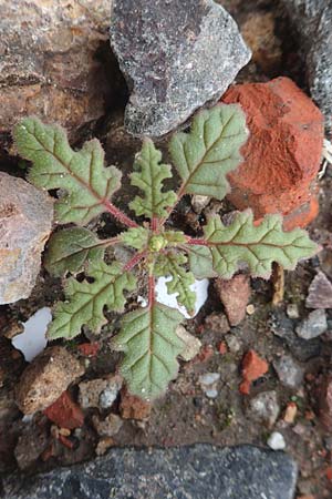 Dysphania schraderiana \ Schraders Drsengnsefu / Schrader's Goosefoot, D Mannheim 20.9.2015