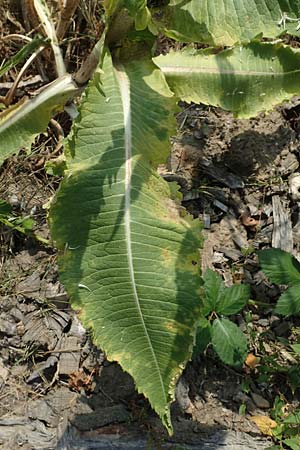 Dipsacus laciniatus \ Schlitzblttrige Karde / Cut-Leaved Teasel, D Essen 27.7.2019