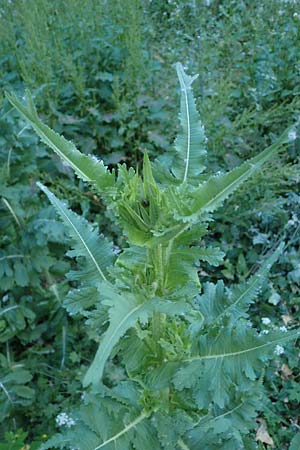 Dipsacus laciniatus \ Schlitzblttrige Karde / Cut-Leaved Teasel, D Mannheim 10.6.2023