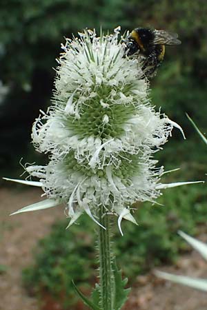 Dipsacus laciniatus \ Schlitzblttrige Karde / Cut-Leaved Teasel, D Mannheim 15.7.2023