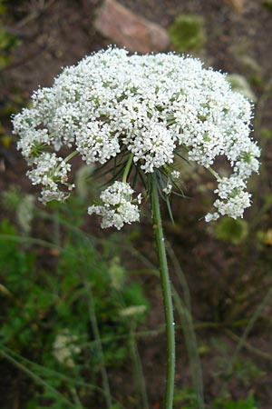 Daucus muricatus \ Zackige Mhre / Prickly-Feeded Carrot, D Botan. Gar.  Universit.  Mainz 13.9.2008