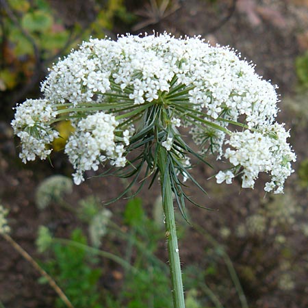 Daucus muricatus \ Zackige Mhre / Prickly-Feeded Carrot, D Botan. Gar.  Universit.  Mainz 13.9.2008