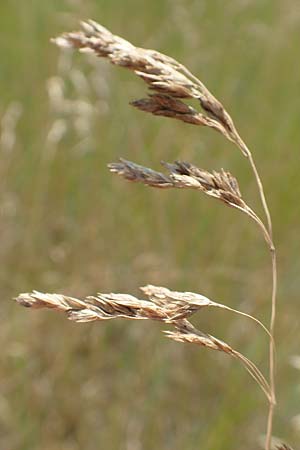 Poa trivialis \ Gewhnliches Rispengras / Rough Blue Grass, D Ketsch 8.6.2018