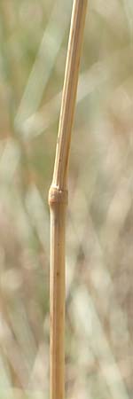 Poa trivialis \ Gewhnliches Rispengras / Rough Blue Grass, D Ketsch 8.6.2018