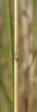 Poa trivialis \ Gewhnliches Rispengras / Rough Blue Grass, D Ketsch 8.6.2018