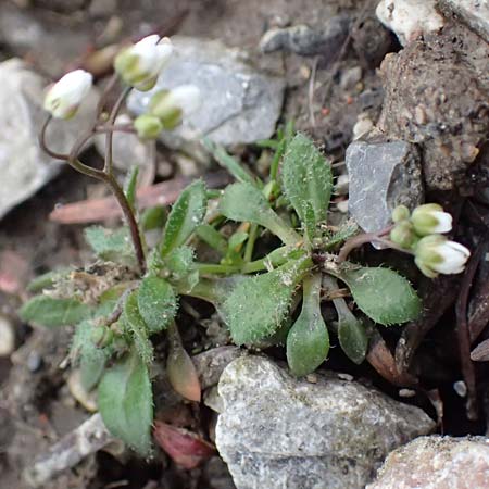 Draba verna agg. \ Frhlings-Hungerblmchen / Common Whitlowgrass, D Jülich 10.3.2019