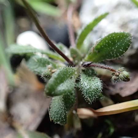 Draba verna agg. \ Frhlings-Hungerblmchen / Common Whitlowgrass, D Jülich 10.3.2019