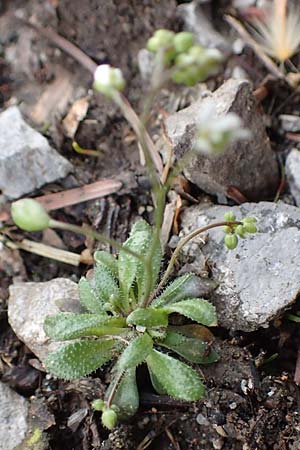 Draba verna agg. \ Frhlings-Hungerblmchen / Common Whitlowgrass, D Jülich 10.3.2019