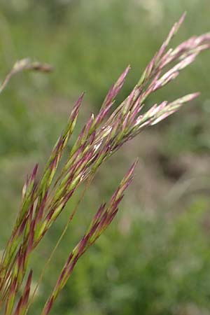Deschampsia media \ Binsen-Schmiele / Alpine Hair Grass, D Ketsch 28.5.2019