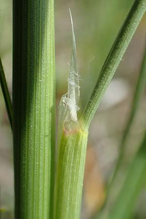 Deschampsia media \ Binsen-Schmiele / Alpine Hair Grass, D Ketsch 28.5.2019