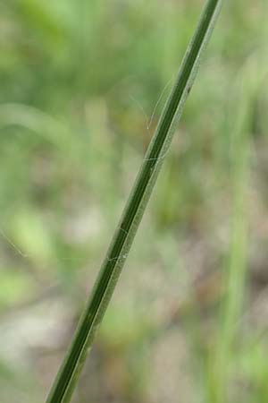 Deschampsia media \ Binsen-Schmiele / Alpine Hair Grass, D Ketsch 28.5.2019