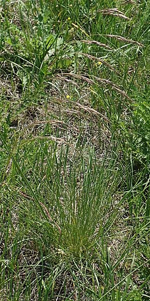 Deschampsia media \ Binsen-Schmiele / Alpine Hair Grass, D Ketsch 4.6.2019