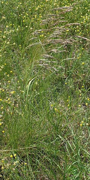 Deschampsia media \ Binsen-Schmiele / Alpine Hair Grass, D Ketsch 4.6.2019