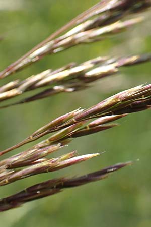 Deschampsia media \ Binsen-Schmiele / Alpine Hair Grass, D Ketsch 4.6.2019