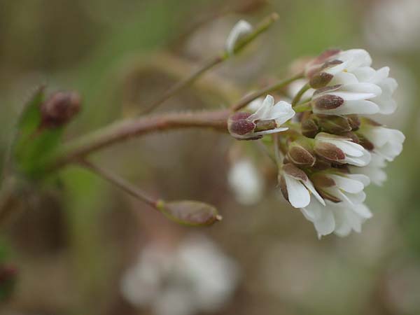 Draba muralis \ Mauer-Felsenblmchen / Wall Whitlowgrass, D Rheinhessen, Frei-Laubersheim 13.4.2021