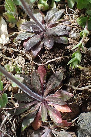 Draba muralis \ Mauer-Felsenblmchen / Wall Whitlowgrass, D Rheinhessen, Frei-Laubersheim 13.4.2021