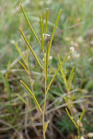 Arabis auriculata \ Gehrte Gnsekresse / Annual Rock-Cress, D Grünstadt-Asselheim 1.5.2021