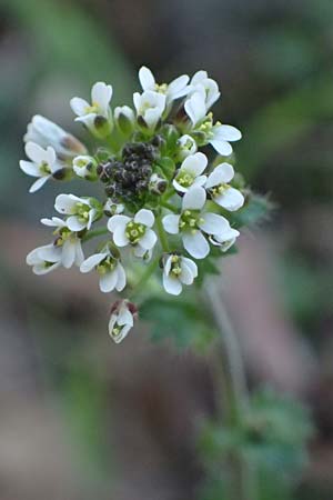 Draba muralis \ Mauer-Felsenblmchen / Wall Whitlowgrass, D Mannheim 4.4.2025