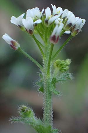 Draba muralis \ Mauer-Felsenblmchen / Wall Whitlowgrass, D Mannheim 4.4.2025