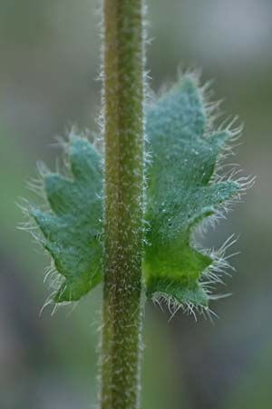 Draba muralis \ Mauer-Felsenblmchen / Wall Whitlowgrass, D Mannheim 4.4.2025
