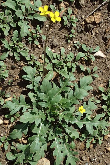 Diplotaxis muralis \ Mauer-Doppelsame / Annual Wall Rocket, D Botan. Gar.  Universit.  Ulm 26.5.2025