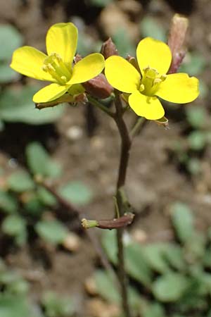 Diplotaxis muralis \ Mauer-Doppelsame / Annual Wall Rocket, D Botan. Gar.  Universit.  Ulm 26.5.2025
