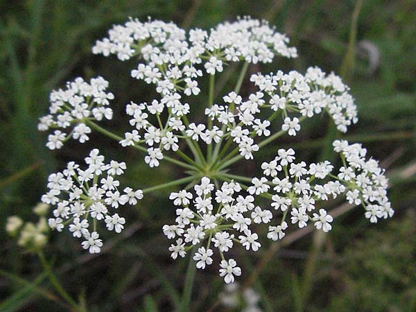 Bunium bulbocastanum \ Gewhnliche Erdkastanie, Knollen-Kmmel / Great Pignut, D Neuleiningen 12.6.2007