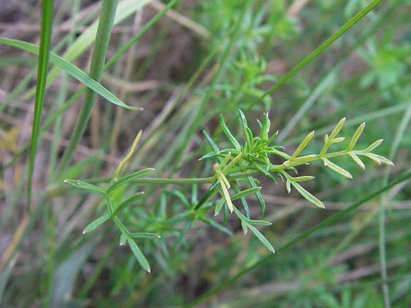 Bunium bulbocastanum \ Gewhnliche Erdkastanie, Knollen-Kmmel / Great Pignut, D Neuleiningen 12.6.2007