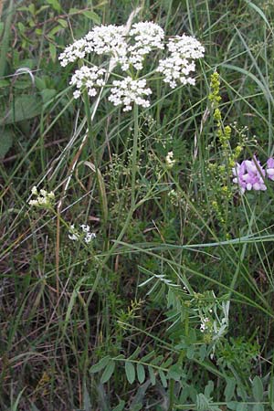 Bunium bulbocastanum \ Gewhnliche Erdkastanie, Knollen-Kmmel / Great Pignut, D Neuleiningen 12.6.2007