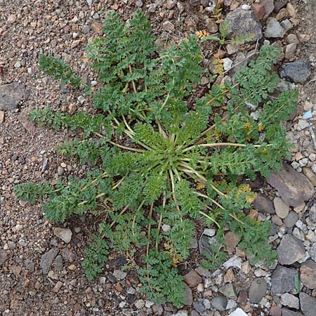 Erodium cicutarium \ Gewhnlicher Reiherschnabel / Common Crane's-Bill, Philary, D Mannheim 25.9.2015