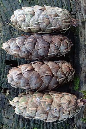 Pseudotsuga menziesii \ Grne Douglasie / Douglas Fir, D Odenwald, Ursenbach 2.3.2025