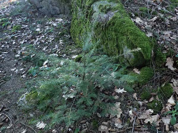 Pseudotsuga menziesii \ Grne Douglasie / Douglas Fir, D Odenwald, Ursenbach 2.3.2025