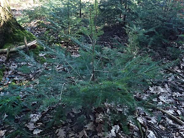 Pseudotsuga menziesii \ Grne Douglasie / Douglas Fir, D Odenwald, Ursenbach 2.3.2025