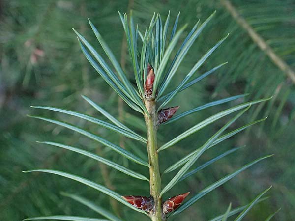 Pseudotsuga menziesii \ Grne Douglasie / Douglas Fir, D Odenwald, Ursenbach 2.3.2025