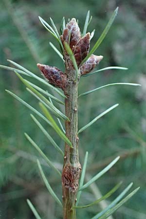Pseudotsuga menziesii \ Grne Douglasie / Douglas Fir, D Odenwald, Ursenbach 2.3.2025
