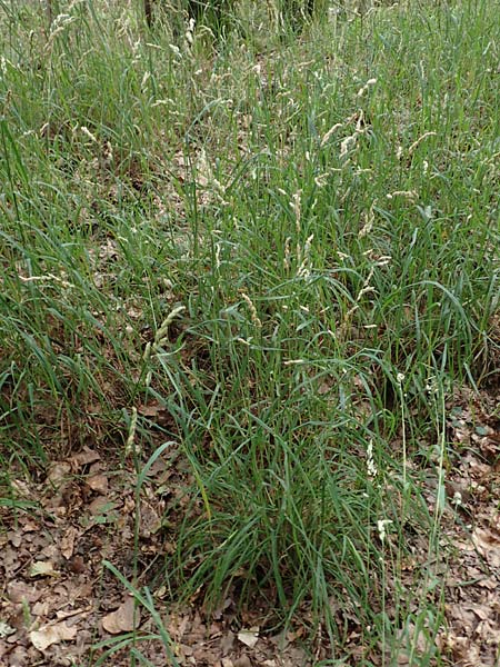 Dactylis glomerata \ Knuelgras / Cocksfoot Grass, Orchard Grass, D Großkrotzenburg 18.7.2015
