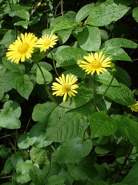 Doronicum pardalianches \ Kriechende Gmswurz / Great False Leopard's-Bane, D Michelstadt-Steinbach 24.5.2023