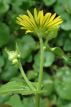 Doronicum pardalianches \ Kriechende Gmswurz / Great False Leopard's-Bane, D Michelstadt-Steinbach 24.5.2023