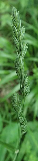 Dactylis polygama \ Wald-Knuelgras / Slender Cocksfoot Grass, D Eiersheim 31.5.2025