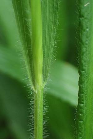 Dactylis polygama \ Wald-Knuelgras / Slender Cocksfoot Grass, D Eiersheim 31.5.2025