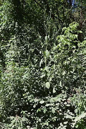 Dipsacus pilosus \ Behaarte Karde / Small Teasel, D Pfalz, Speyer 8.8.2026
