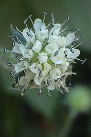 Dipsacus pilosus \ Behaarte Karde / Small Teasel, D Pfalz, Speyer 8.8.2026